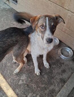 Leo - der Chameur - Rambin