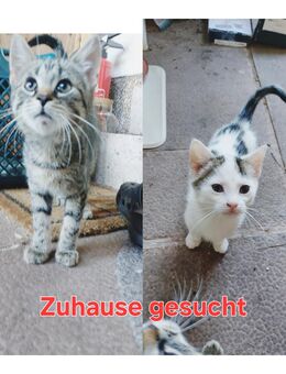 KATZENBABYS suchen ein zu Hause - Nüsttal