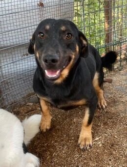 🐶Grinsebacke Lili 🐶 - Eislingen (Fils)