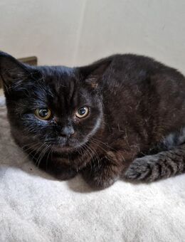 Britisch Kurzhaar Kater (Kitten) mit Stammbaum - Nümbrecht
