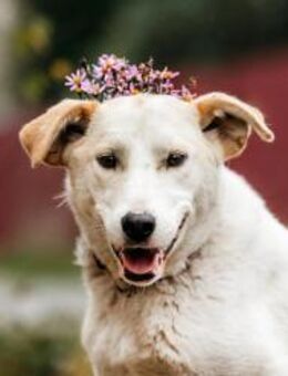 Liebevolle Dakota sucht ihr Zuhause - Duisburg