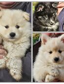 Quicklebendige Pomsky Welpen in 41239