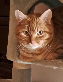 6 Monate alter Kater sucht ab sofort neues Zuhause - Lichtentanne