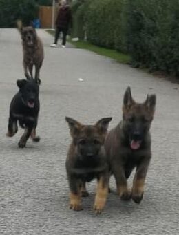 Deutsche Schäferhund Welpen (Leistungszucht) suchen... - Garching (Alz)