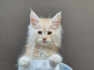Maine Coon Kitten reinrassig - Kraja