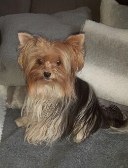 Biewer Yorkshire Terrier - Nienburg (Weser)