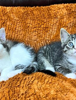 Europäische Katze - Ahaus Zentrum