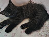 BKH KATZEN IN Smoke Black - Marsberg