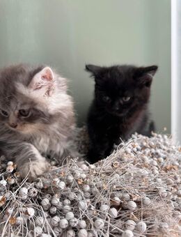 BKH Kitten Katzen babykatzen - Euskirchen Zentrum