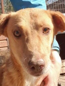 SANTOS-lustiger,freundlicher Rüde, 46 cm - Rösrath