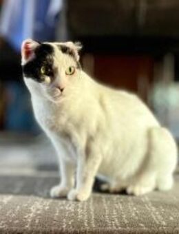 Süße MINA wartet auf ihr 4-ever-Home - Bad Camberg