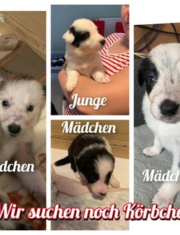 Border - Collie Welpen - Delve