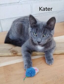 Korat-Katzen mix mit Russisch Blau 4 Monate alt - Hamburg