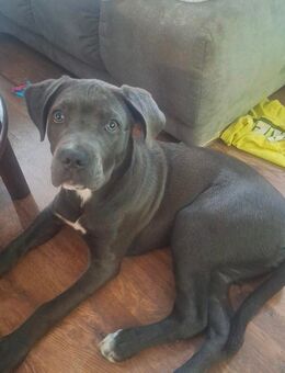 Wunderschöne Cane Corso Mischling Welpe - Forstern