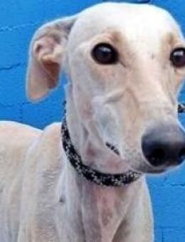 COCO - ein liebenswerter Galgorüde! - Sulzbach-Laufen