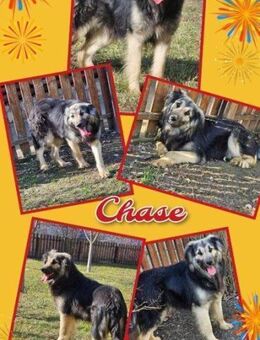 fröhlicher Rüde Chase sucht Zuhause - Nürnberg