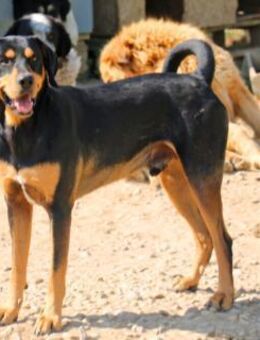 Csoki ist ein Siebenbürgischer Laufhund - Schwarmstedt