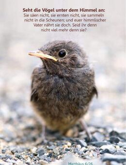 Christliches Poster A1: Kleiner Sperling - Plakat für den Schaukasten u.a. NEUWARE - Wilhelmshaven