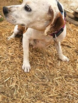 COQUETA sucht ein liebevolles Zuhause !! - Kempen