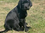 ERFÜLLEN SIE SICH IHRE GRÖSSTEN LEBENSTRÄUME: EINE EIGENE FAMILIE, EIN HAUS MIT GARTEN UND EINEN HUND! - Leubsdorf (Sachsen)