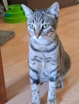 Wohnunskatze Nora sucht Sofa - Augsburg