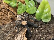 0.1.0 Brachypelma albiceps, 6 cm - Bremerhaven
