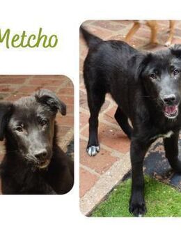 Metcho - Wendelstein