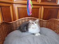 Reinrassige Perser Kitten mit Nase - Ulmen