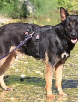 Poolboy sucht seinen eigenen Pool - Grevenbroich