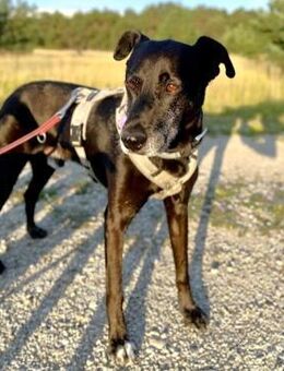 Bruno - Liebevoller Schmuser mit Herz - Bergkirchen