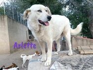 Arlette entspannt und lieb 09/20 ESP - Ruppertsecken