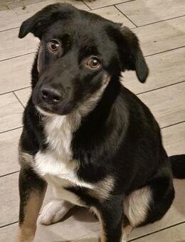 Django🍀 - Sindelfingen