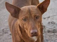 Lieber ruhiger Hund Monte - München