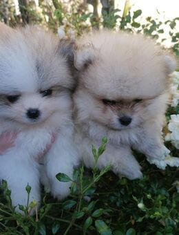 Reinrassige Pomeranian Welpen - Kyritz