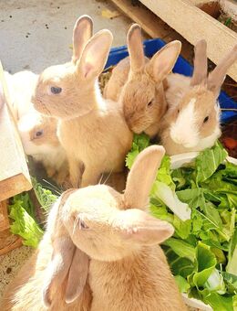 Junge Kaninchen suchen ein neues Zuhause - Bonn Tannenbusch