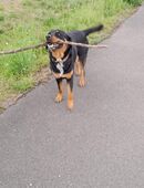 Rottweiler / Schweizer Sennenhund Mischling in 04564