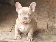 Französische Bulldoggen Welpen - Bad Brückenau