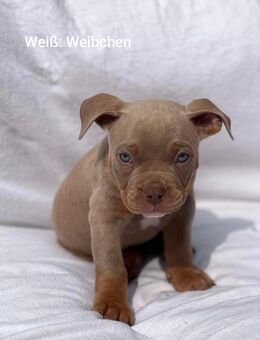 Pocket Bully Welpen - Swisttal
