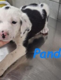 Panda1 aktiver kl. Welpe 6/25 GR - Ruppertsecken