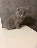 3BkH kitten Bremen in 28203