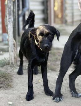 Hütehund Mix Rüde, 6 Monate - Kappeln (Schleswig-Holstein)