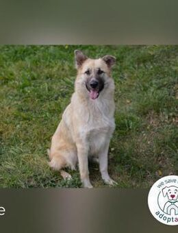 Fee: anhängliche Schönheit (in DE) - Kirchzell