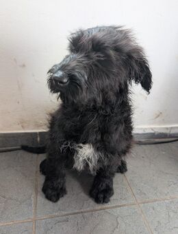 Labrador-Schnauzer Welpen - Löningen Zentrum