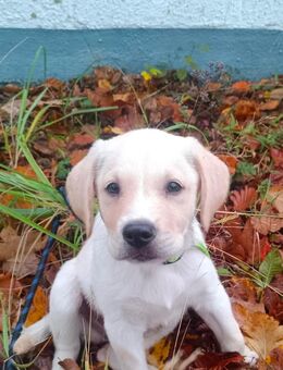 Mäx sucht ein Zuhause - Bonn