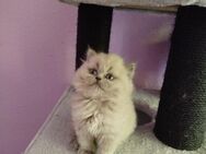 BKH Kitten zu verkaufen - Wetzlar