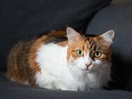 Feinfühlig Katze Stefa - Berlin Marzahn-Hellersdorf