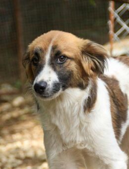 Wilhelm möchte Tierheim verlassen - Schwabach