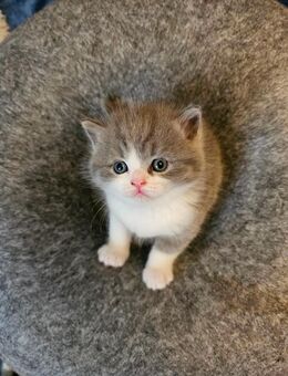4 Kleinen kitten - Frasdorf