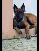 Malinoiswelpen, vielversprechend und talentiert abzugeben in 23936