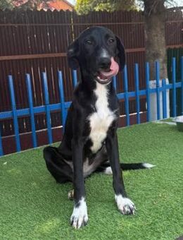 🐾 Welpe Minnie sucht Liebe❤️ - Eislingen (Fils)